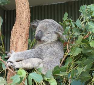 Koala