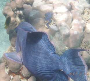 Blauer Drückerfisch