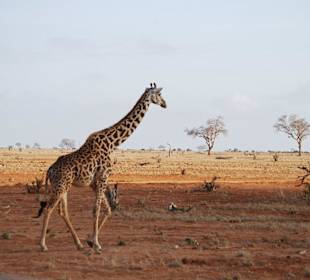 Nun hat es die Giraffe eilig