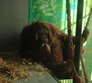 Orangutan