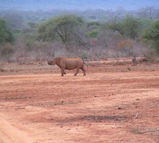 Nashorn im Tsavo Schutzgebiet
