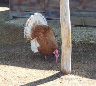 Discovery Park Manavgat