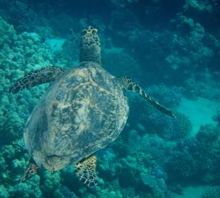 Schnorcheln beim Fort Arabesque