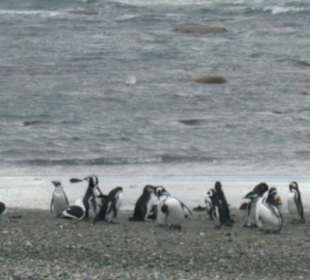 Пингвинарий.