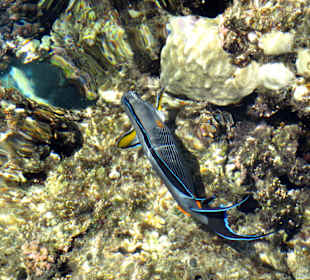 Am Steg über dem Korallenriff