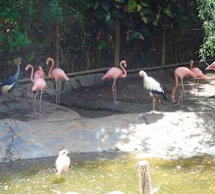 Palmitos Park