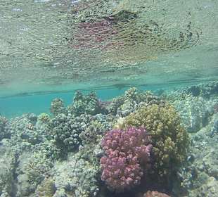 Schnorcheln Makadi Bay