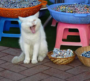 "Original" kotek z Turgutreis