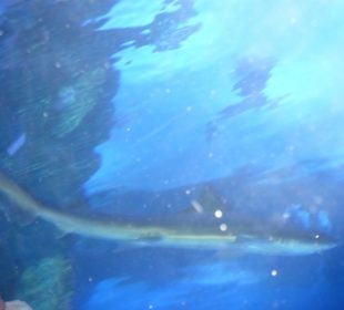 Röhren Aquarium Antalya 