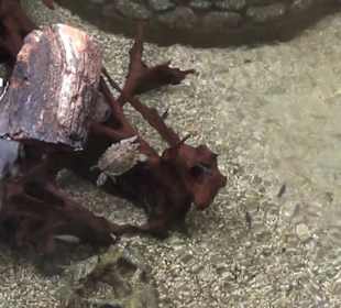 Südamerika Bereich - Südamerikahaus