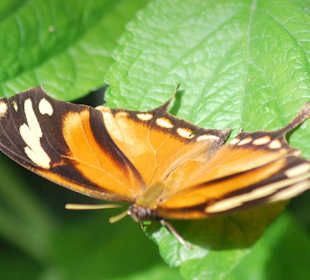 Schmetterling