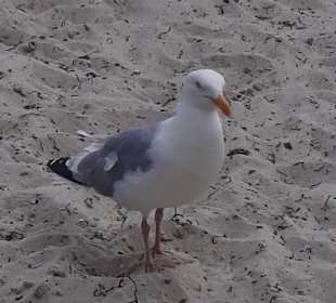 Strand Wismar
