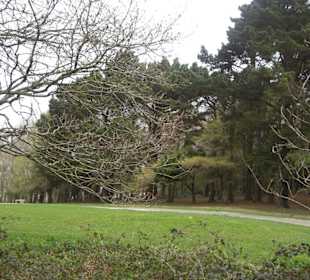 Der Park