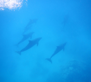 Delfine im Roten Meer