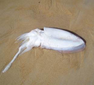 Tintenfisch