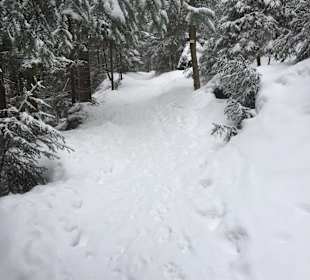 Waldweg zum Arber Berg
