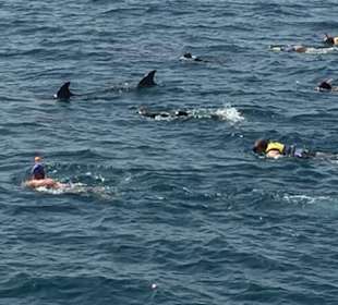 Schwimmen mit den Delfinen