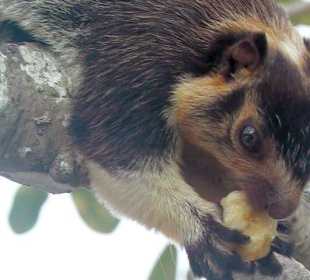 Großes Streifenhörnchen