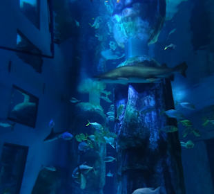 Ein etwas grösseres Aquarium