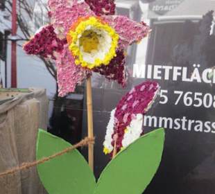 Chrysanthema Lahr