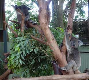 Stadtrundgang Sydney