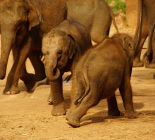 Nationalpark Udawalawe