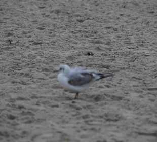 Strand Kolberg/Kolobrzeg