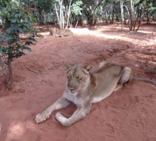 Großkatzen sediert im Gehege