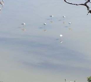 Flamingos