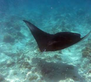 Manta