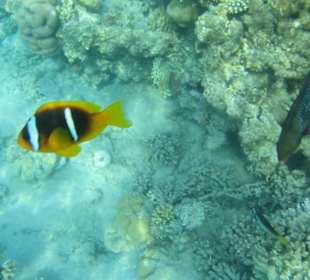 Unterwasserwelt - Anemonenfisch "Nemo"