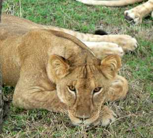 Schau mir in die Augen