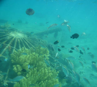 Рыбки и кораллы