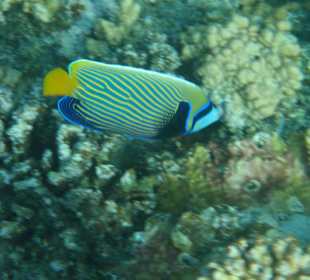 Imperator Kaiserfisch