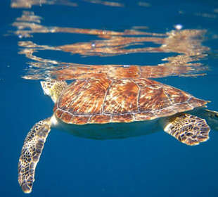 Schildköte in unserer Lagune