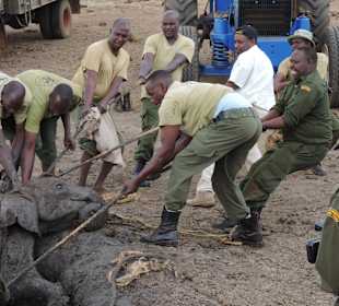 Babyfant-Rettung auf dem Weg nach Galdessa