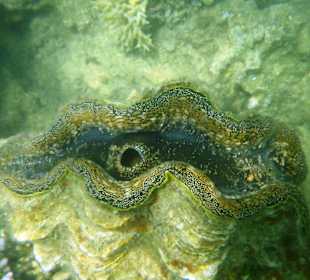 Schuppige Riesenmuschel