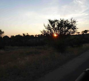 Krüger Nationalpark