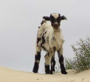 Tierwelt auf Boa Vista