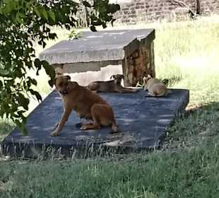 Friedhof mit Hundewelpen