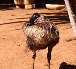 Tiere im Oasis Park Fuerteventura