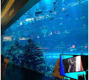 Aquarium Dubai Mall