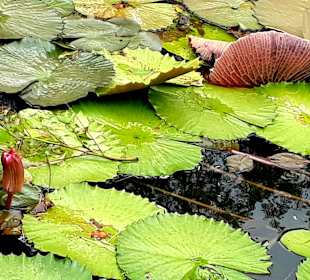Pamplemousses Botanical Garden