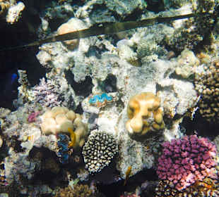 Schnorcheln Sahl Hasheesh