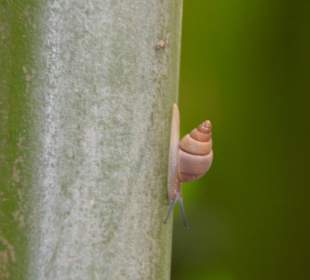 Seychelles snail