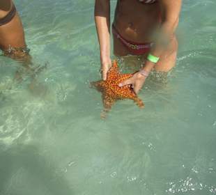 Seestern am Piscina Natural