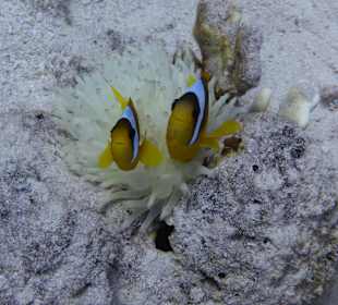 Schnorcheln Marsa Alam