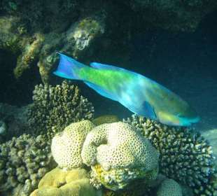 Papageifisch