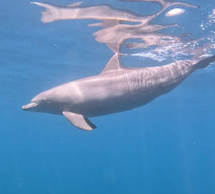 Delfin 