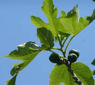Im Parc natural de s’Albufera de Mallorca